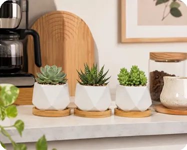 Set of 3 Mini Succulent Planters